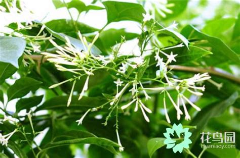 夜來香開花|夜來香什麼時候開花